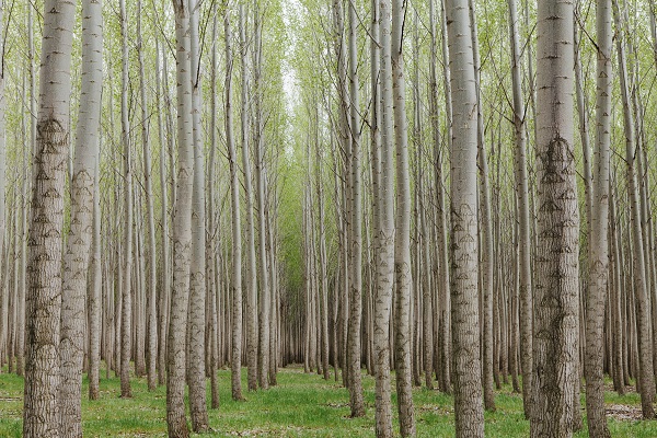 Projetos de arborização de cidades